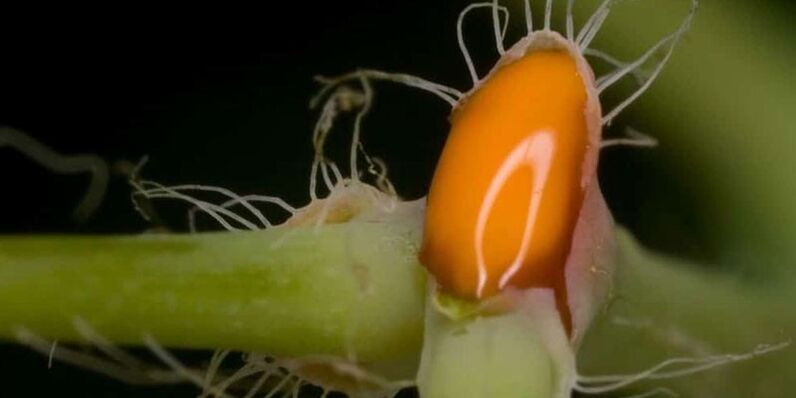 сок от жълтурчета за лечение на гъбички по ноктите на краката